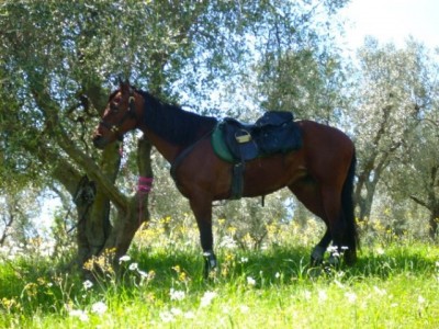 Fazenda Il Girasole Terzuolo