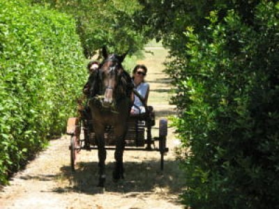 Farm holidays Tenuta Sant'Andrea