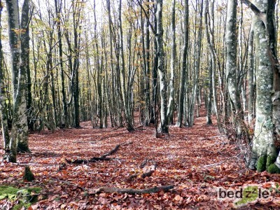 I Boschi di Podere Cerreta in Autunno