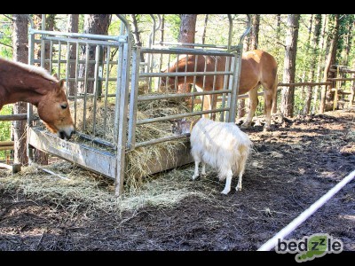 Cavalli e Caprette