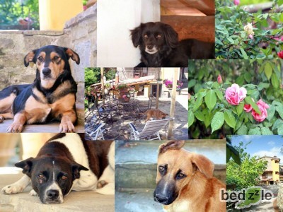 I nostri Amici Pelosi