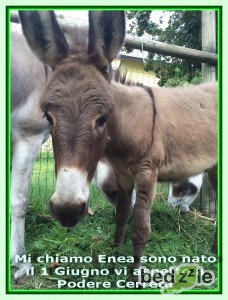 L'Asinello Enea vi aspetta